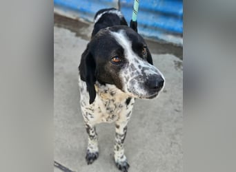 Samara - fast verhungert sucht endlich ihre Menschen