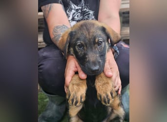 Diana - kleine Zaubermaus sucht ihre Familie
