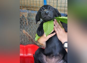 Dorelia - kleine Herzenshündin sucht ihren Platz