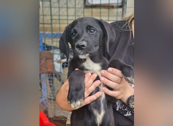 Dana - kleines Hundekind sucht Menschen fürs Leben