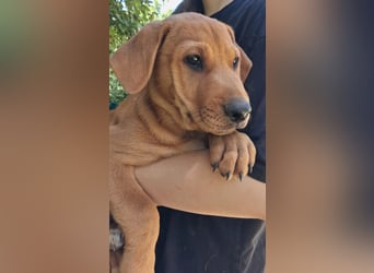 Zeus sucht ein Zuhause