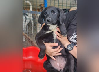 Dana - kleines Hundekind sucht Menschen fürs Leben