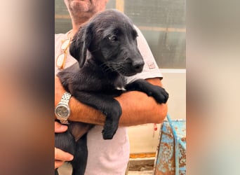 Dorelia - kleine Herzenshündin sucht ihren Platz