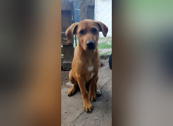 Zeus sucht ein Zuhause