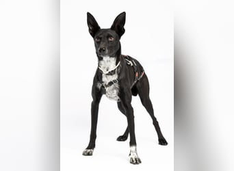 "Lucy", weiblich, Europäischer Schlittenhund, geb. ca. 2021, ca. 55 cm