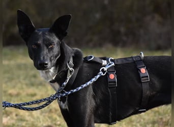 "Lucy", weiblich, Europäischer Schlittenhund, geb. ca. 2021, ca. 55 cm