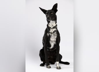 "Lucy", weiblich, Europäischer Schlittenhund, geb. ca. 2021, ca. 55 cm