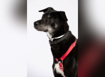 "Bart", männlich, kastriert, Europäischer Schlittenhund, geb. 2019, 60 cm
