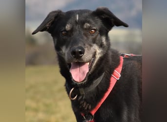 "Bart", männlich, kastriert, Europäischer Schlittenhund, geb. 2019, 60 cm