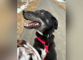 "Bart", männlich, kastriert, Europäischer Schlittenhund, geb. 2019, 60 cm