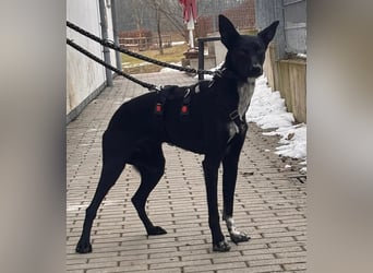 "Lucy", weiblich, Europäischer Schlittenhund, geb. ca. 2021, ca. 55 cm