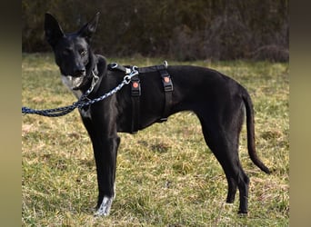 "Lucy", weiblich, Europäischer Schlittenhund, geb. ca. 2021, ca. 55 cm