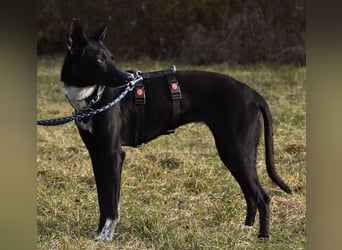 "Lucy", weiblich, Europäischer Schlittenhund, geb. ca. 2021, ca. 55 cm