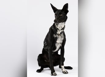 "Lucy", weiblich, Europäischer Schlittenhund, geb. ca. 2021, ca. 55 cm