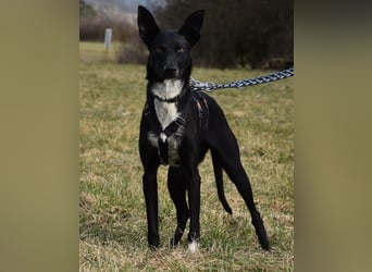 "Lucy", weiblich, Europäischer Schlittenhund, geb. ca. 2021, ca. 55 cm