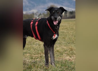 "Bart", männlich, kastriert, Europäischer Schlittenhund, geb. 2019, 60 cm
