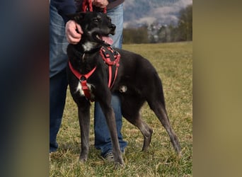 "Bart", männlich, kastriert, Europäischer Schlittenhund, geb. 2019, 60 cm