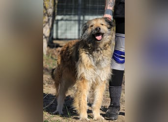 Aky sucht ländliches Zuhause!
