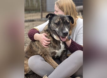 Tigris sucht gemütliches Sofa!