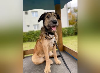 Hübscher Murphy sucht sein eigenes Körbchen