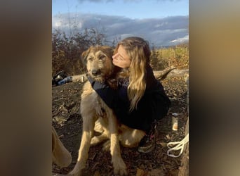 Hübscher Murphy sucht sein eigenes Körbchen