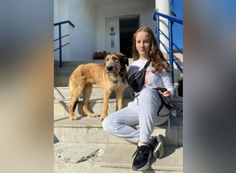 Hübscher Murphy sucht sein eigenes Körbchen