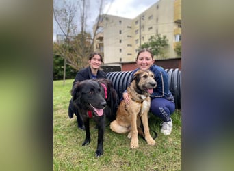 Hübscher Murphy sucht sein eigenes Körbchen