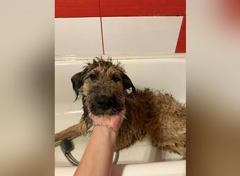 Hübscher Murphy sucht sein eigenes Körbchen