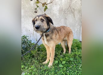 Hübscher Murphy sucht sein eigenes Körbchen