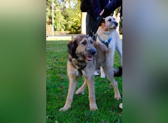 Hübscher Murphy sucht sein eigenes Körbchen