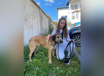 Hübscher Murphy sucht sein eigenes Körbchen