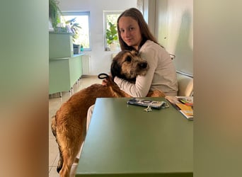 Hübscher Murphy sucht sein eigenes Körbchen