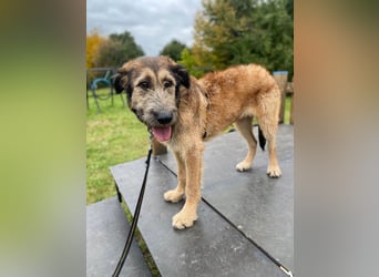 Hübscher Murphy sucht sein eigenes Körbchen