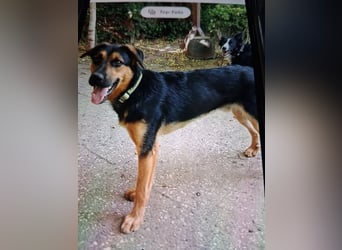 Shollie "Max" (Kastanienfarbener Schäferhund-Border-Collie-Mix); männlich; 21 Monate alt