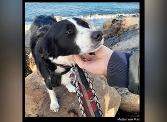Shollie "Max" (Kastanienfarbener Schäferhund-Border-Collie-Mix); männlich; 21 Monate alt