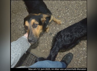 Shollie "Max" (Kastanienfarbener Schäferhund-Border-Collie-Mix); männlich; 21 Monate alt