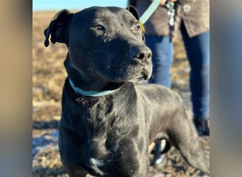 BRUNO (*2018) möchte endlich glücklich sein