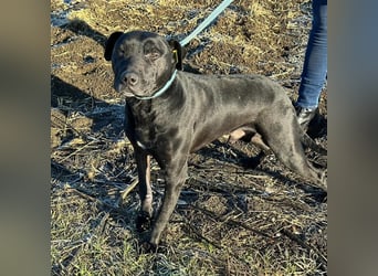 BRUNO (*2018) möchte endlich glücklich sein