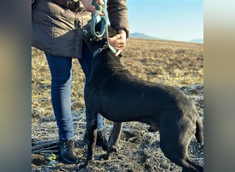 BRUNO (*2018) möchte endlich glücklich sein