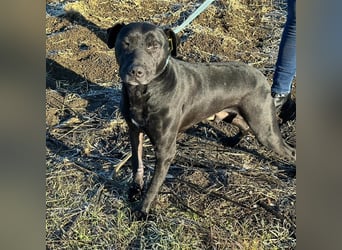 BRUNO (*2018) möchte endlich glücklich sein