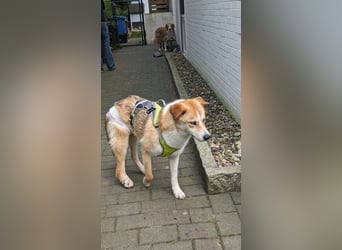 Freundlicher Lucky sucht sein Zuhause