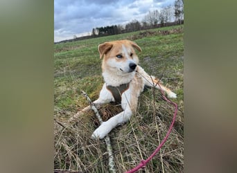 Freundlicher Lucky sucht sein Zuhause
