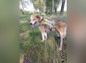 Freundlicher Lucky sucht sein Zuhause