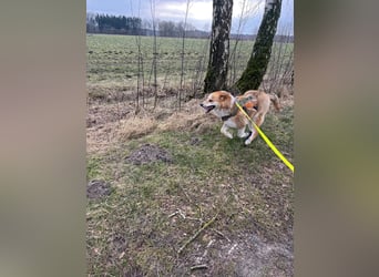 Freundlicher Lucky sucht sein Zuhause