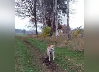 Freundlicher Lucky sucht sein Zuhause