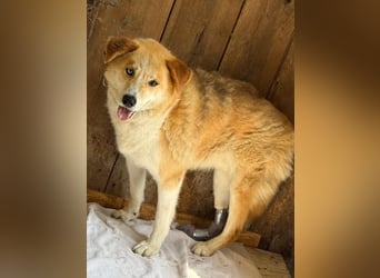 Freundlicher Lucky sucht sein Zuhause
