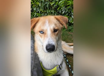 Freundlicher Lucky sucht sein Zuhause