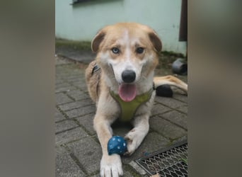 Freundlicher Lucky sucht sein Zuhause