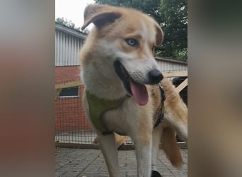 Freundlicher Lucky sucht sein Zuhause