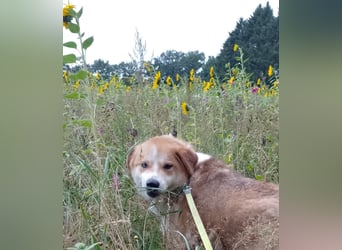 Freundlicher Lucky sucht sein Zuhause